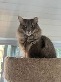 gray long haired cat on a cat tree
