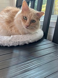 floofy orange and white long haired cat