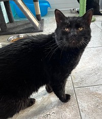 black longhaired cat