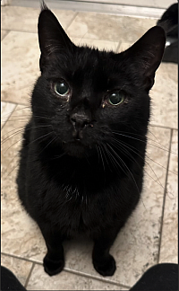 black kitty