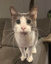 gray and white cat