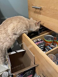 cat looking at cat food