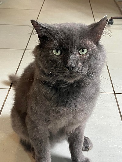 gray poofy cat
