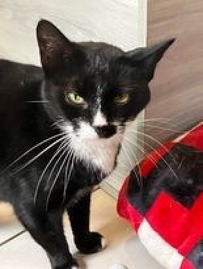 black and white cat with a mustache