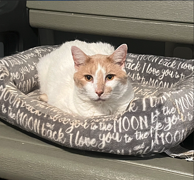 orange and white cat