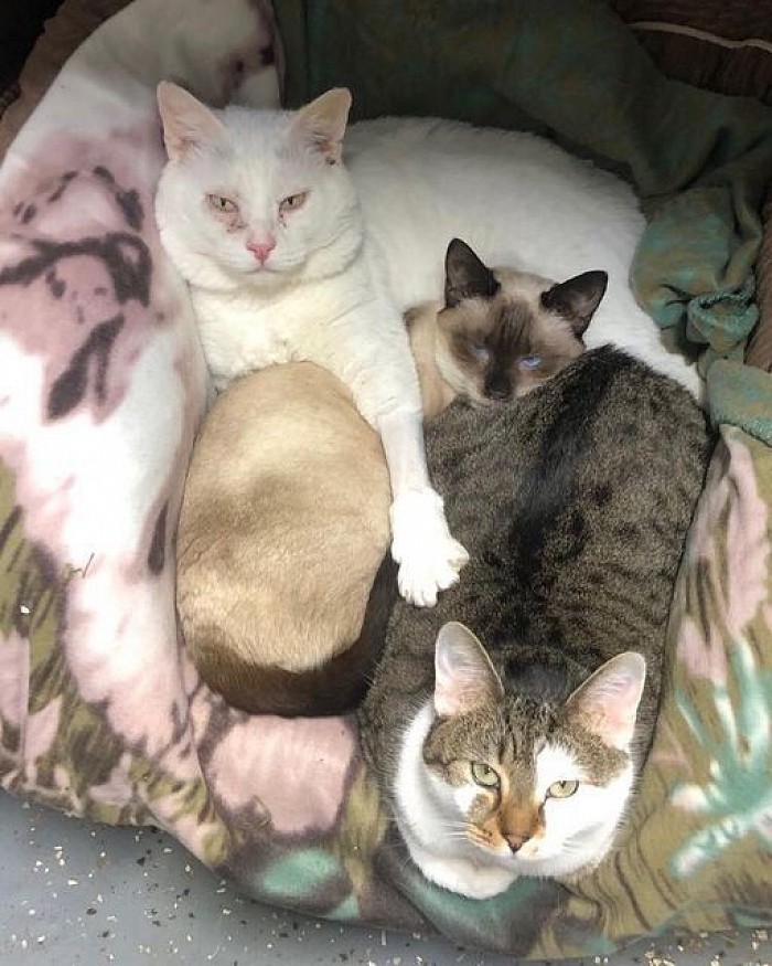 group of perfect kitties