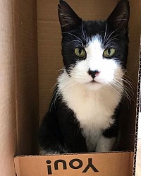 black and white cat in a box