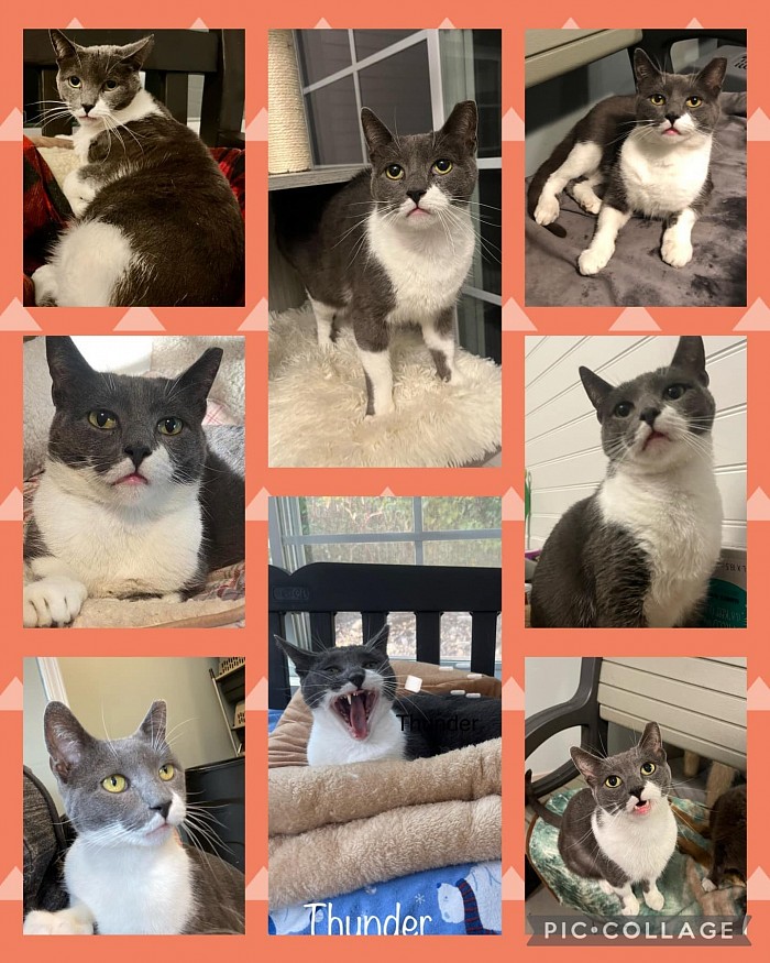 collage of a gray and white cat
