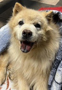 Golden chow chow with a big smile on her face