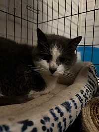 elderly gray and white cat in a cat bed