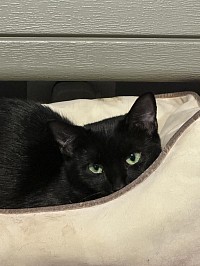 black sassy cat staring balefully at the camera