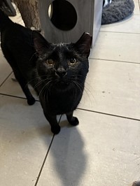 black cat with ear tip