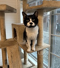 black and white mustache cat