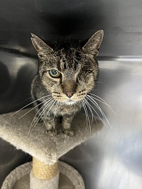 one eyed grumpy cat